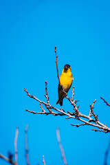 ave pajaro amarillo chileno en ramas al sur de chile con cielo despejado