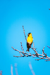 ave pajaro amarillo chileno en ramas al sur de chile con cielo despejado