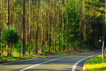 Calle carretera camino en el bosque rodeado de arboles delgados con luz de atardecer del sol...