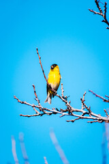 ave pajaro amarillo chileno en ramas al sur de chile con cielo despejado