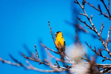 ave pajaro amarillo chileno en ramas al sur de chile con cielo despejado