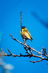 ave pajaro amarillo chileno en ramas al sur de chile con cielo despejado