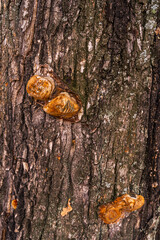 The false tinder fungus grows on a tree. Mushrooms on a tree. Parasitic fungi on tree bark.