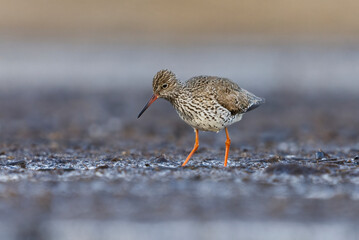 Common redshank or redshank (Tringa totanus) looking for food from the mud in the wetlands.