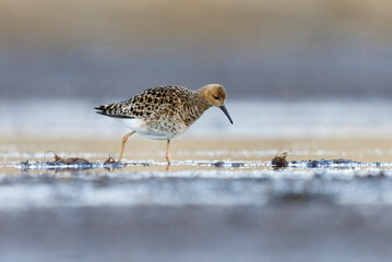 Ruff (Calidris pugnax) female looking for food in the wetlands.