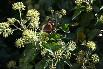 butterfly on flower