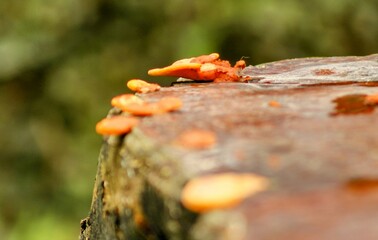 orange lichen on a tree