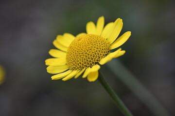 yellow daisy close up, nature, petals