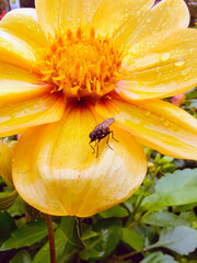 There are dew drops and a fly sitting on a yellow flower. Background of green leaves