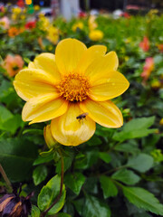 A fly sits on a yellow flower. Behind her is a blurred background