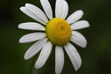 Obraz premium daisy flower closeup, petals, nature