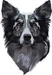 Border collie portrait, vector illustration. Head, muzzle dog