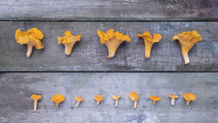 Freshly cut wild chanterelle mushrooms of different sizes are laid out in rows on old wooden boards. Flat lay, copyspace view. Symbols of autumn, varieties of mushrooms