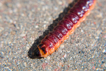 Caterpillar of the night moth, odoriferous willow wood borer, Cossus cossus. Very large and beautiful caterpillar.