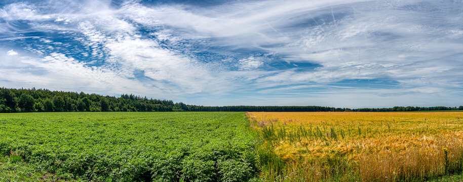 Colorful agricultural field in Drenthe, Netherlands