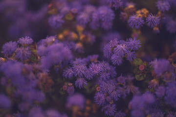 Naklejka na ściany i meble Purple flowers in the wind