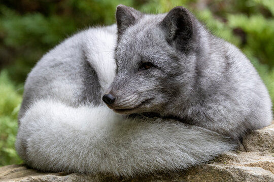 Ein ruhender junger Polarfuchs in der Seitenansicht