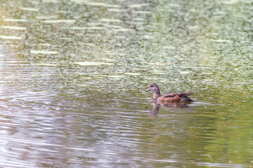 Female American wigeon swimming in the Chesapeake and Ohio Canal National Historical Park.Maryland.USA
