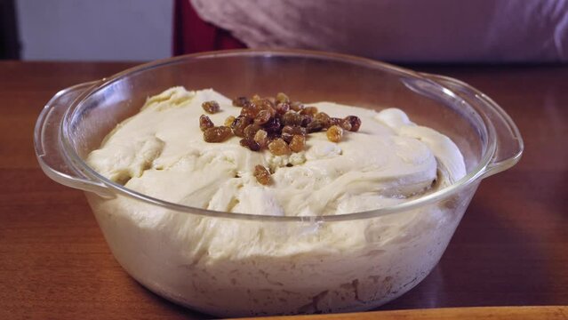 The hands of a Jewish woman mix raisins in a glass bowl into the dough for challah