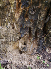 Outgrowths of a small parasite fungus on a tree over the entire surface