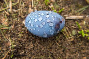 A ripe plum lies on the ground all covered in water droplets after rain. Close-up. Prunus domestica