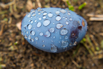 A ripe plum lies on the ground all covered in water droplets after rain. Close-up. Prunus domestica