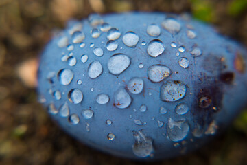A ripe plum lies on the ground all covered in water droplets after rain. Close-up. Prunus domestica