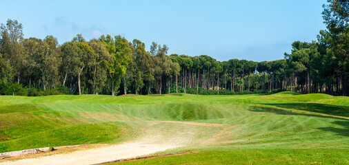 Road for golf cars on a golf course, smooth green grass on a sunny day and pine trees