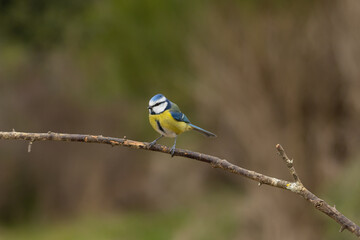 Sesión de fotografía de vida salvaje de aves del bosque