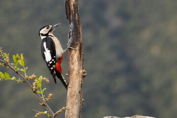 Sesi&oacute;n de fotograf&iacute;a de vida salvaje de aves del bosque