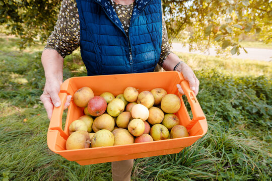 Woman proudly showing her apple harvest