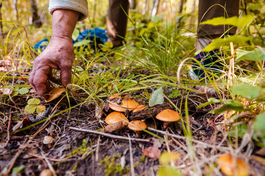 Woman collecting mushrooms in forest during autumn