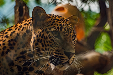 Panthera pardus animal in sunny summer fresh day