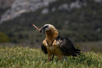 Sesión de fotografía de vida salvaje con buitres