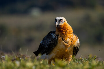 Sesión de fotografía de vida salvaje con buitres