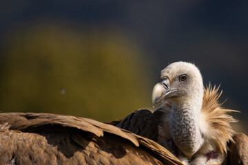 Sesión de fotografía de vida salvaje con buitres