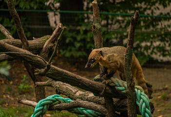 Nasua nasua animal with green leafs in summer day