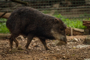 Pecari tajacu animal between trees in summer sunny day