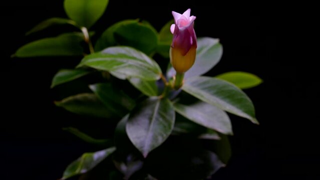 A pink flower is blooming. Blooming bud on a black background. The beginning of spring and warmth.