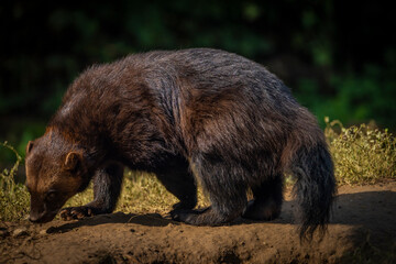 Gulo gulo animal in autumn nice sunny morning