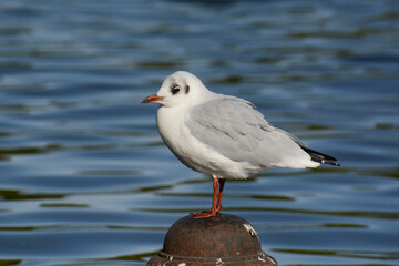 Black-headed Gull with blue water in London. Black-headed Gull (Chroicocephalus ridibundus) is a small white sea gull with red beak and legs in cities, coasts, and beaches.