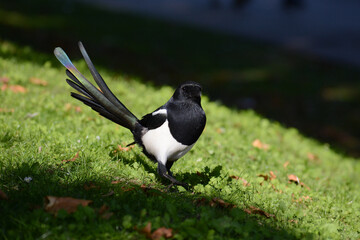 Eurasian Magpie (Pica pica) with beautiful iridescent tail feathers struts on a lawn in London, England, UK