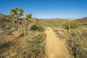 hiking the west side loop trail in black rock canyon, joshua tree national park, usa