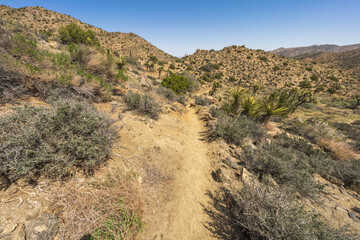 hiking the west side loop trail in black rock canyon, joshua tree national park, usa