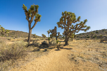 Fototapeta premium hiking the lost horse mine trail in joshua tree national park, usa