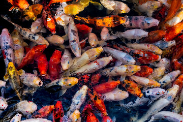 Different colored koi carp fish in pond