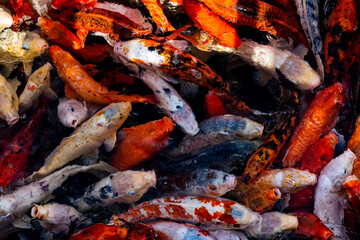 Different colored koi carp fish in pond