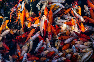 Different colored koi carp fish in pond