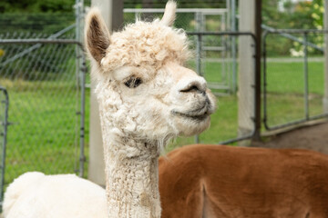 Alpaca semi smile in a Meadow