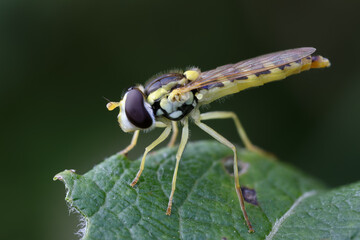 Schwebfliege